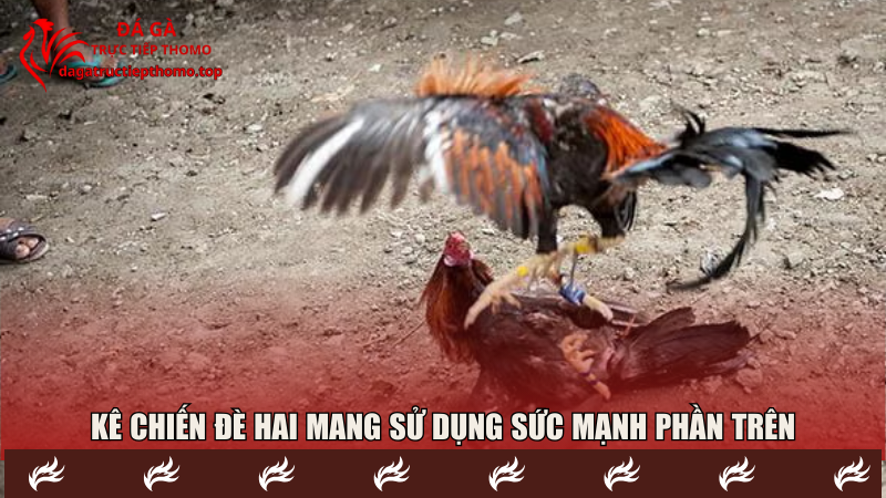 Kê chiến đè hai mang sử dụng sức mạnh phần trên