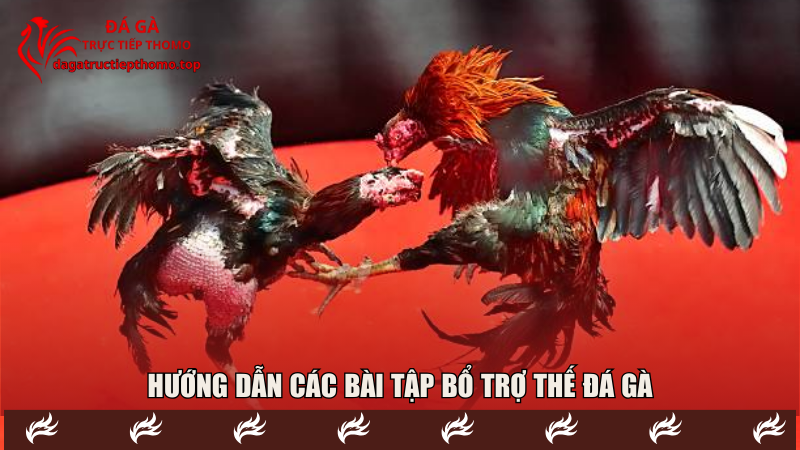 Hướng dẫn các bài tập bổ trợ thế đá gà