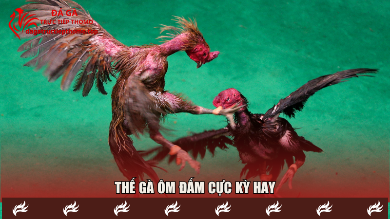 Thế gà ôm đấm cực kỳ hay