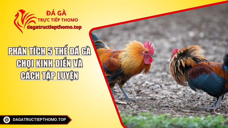 Phân Tích 5 Thế Đá Gà Chọi Kinh Điển Và Cách Tập Luyện