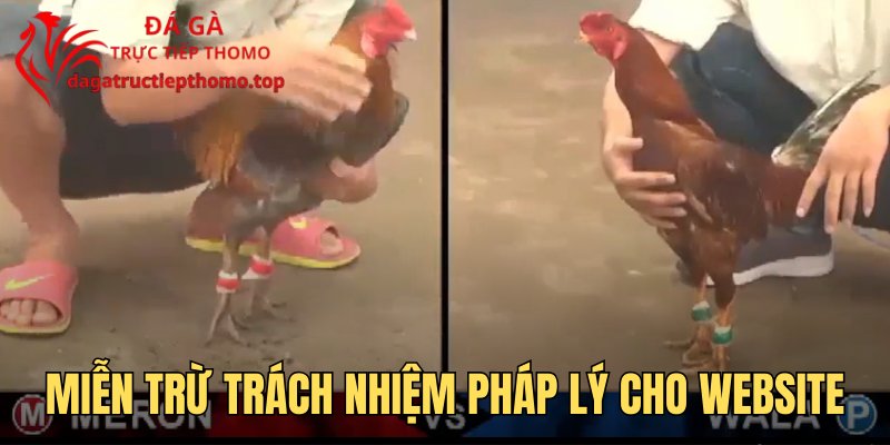 Miễn trừ trách nhiệm pháp lý cho website đá gà trực tiếp hôm nay