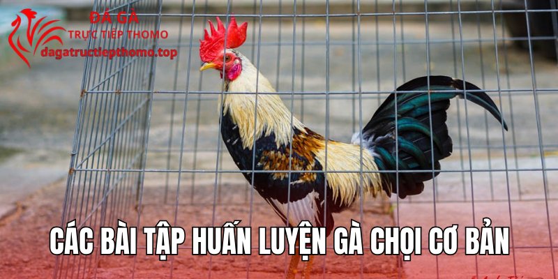 Các bài tập huấn luyện gà chọi cơ bản
