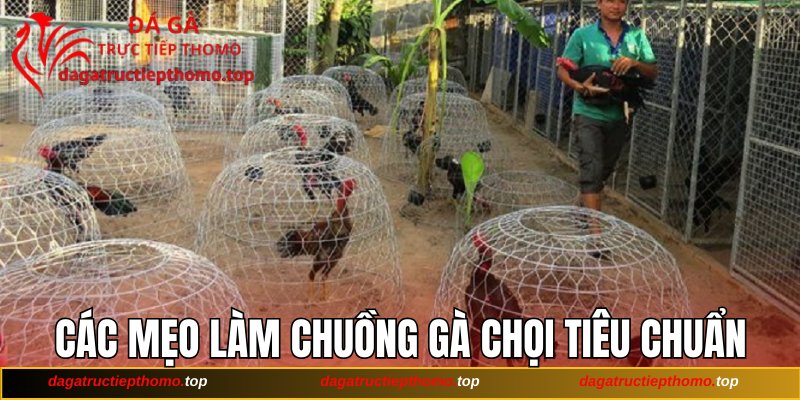 Các mẹo làm chuồng gà chọi tiêu chuẩn