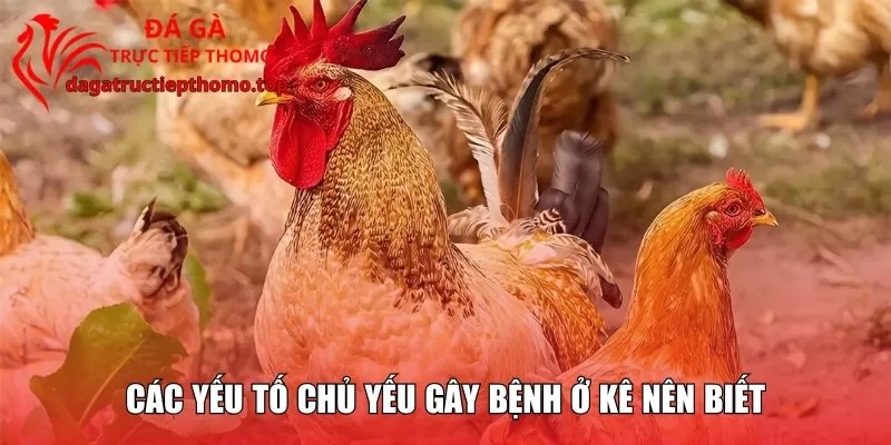 Các yếu tố chủ yếu gây bệnh ở kê nên biết