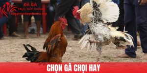 Mẹo Chọn Gà Chọi Hay Nhất 2025 Cho Người Mới Bắt Đầu