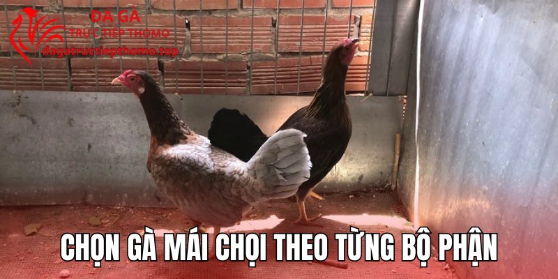 Cách chọn gà mái chọi làm giống theo từng bộ phận