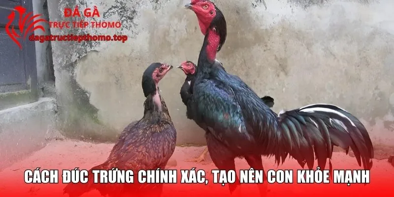 Cách đúc trứng chính xác, tạo nên con khỏe mạnh