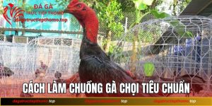 Cách Làm Chuồng Gà Chọi Tiêu Chuẩn Ngay Tại Nhà