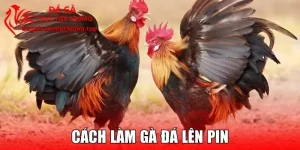 Cách Làm Gà Đá Lên Pin – Cực Sung, Cực Lì Đòn Cho Sư Kê