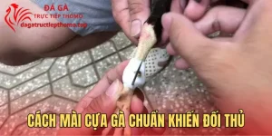 Cách Mài Cựa Gà Chuẩn 4 Bước Khiến Đối Thủ Khiếp Sợ
