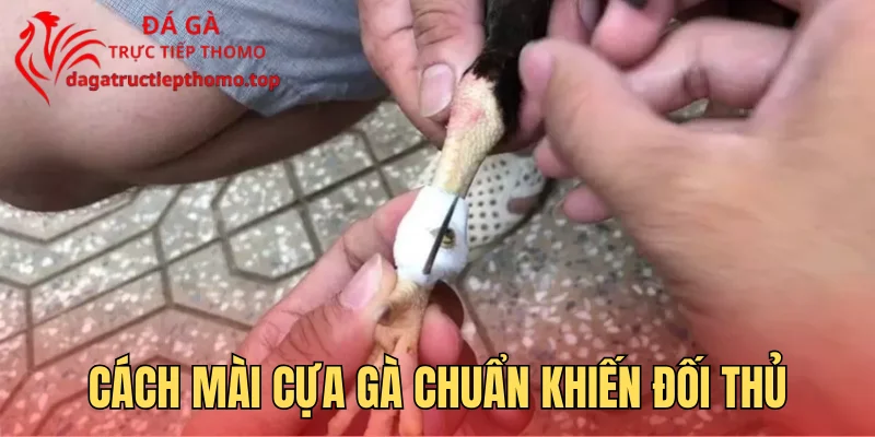 Cách Mài Cựa Gà Chuẩn 4 Bước Khiến Đối Thủ Khiếp Sợ
