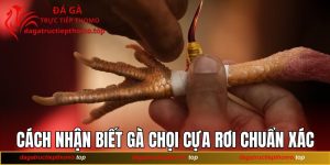 Cách Nhận Biết Gà Chọi Cựa Rơi Chuẩn Xác Theo Chuyên Gia