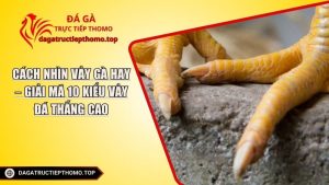 Cách Nhìn Vảy Gà Hay – Giải Mã 10 Kiểu Vảy Đá Thắng Cao