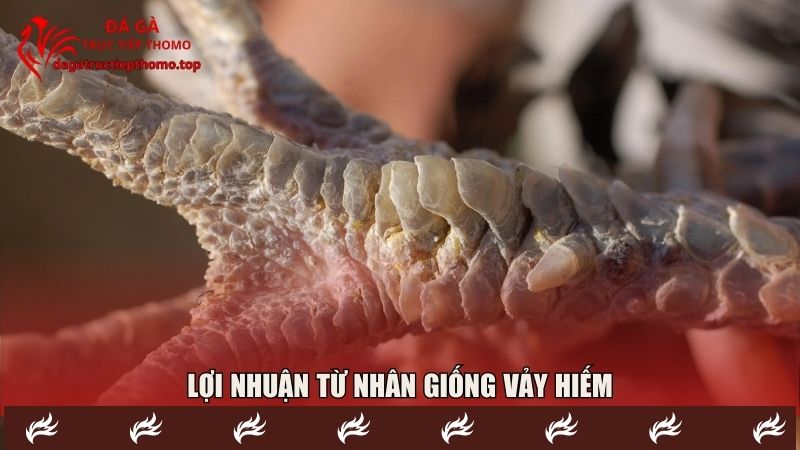 Chúng đạt giá trị cao trong nhân giống