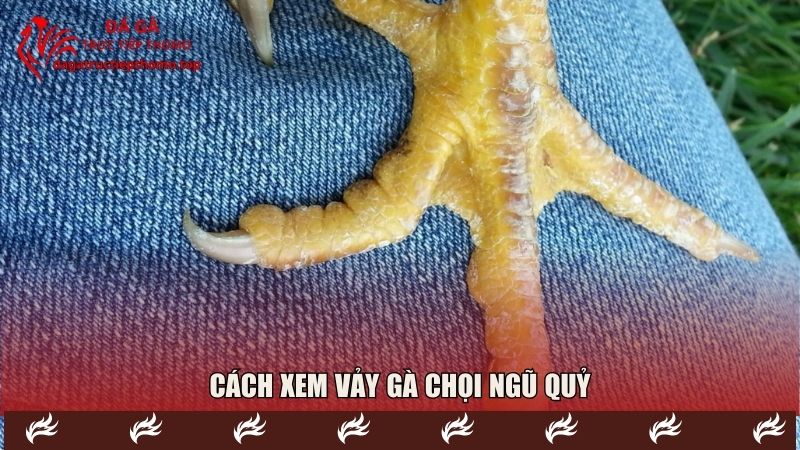 Chân kê Ngũ Quỷ giúp gà chiến tăng sức mạnh