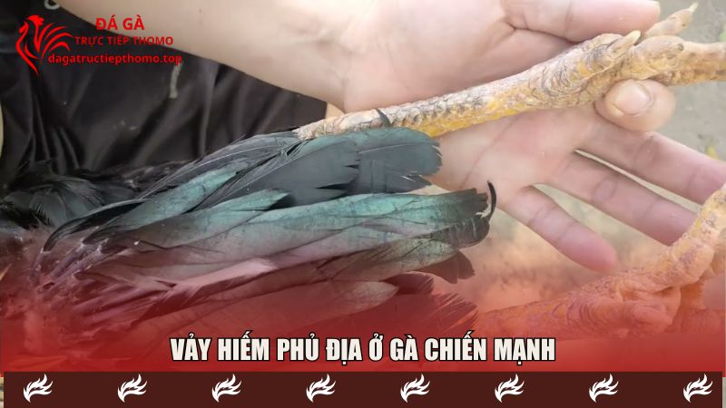 Chân kê phủ địa với nhiều thần kê với lối đá hay