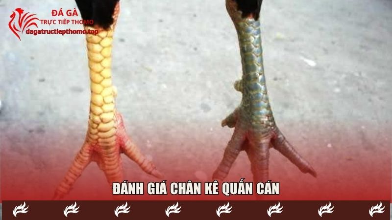 Quấn cán đem lại cho chiến binh sức mạnh đặc biệt