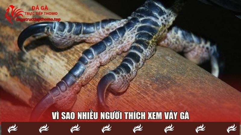 Lý giải vì sao nhiều hội viên yêu thích vảy gà chọi