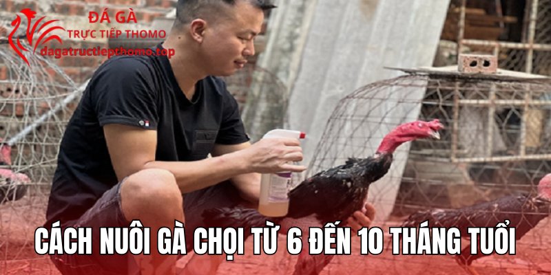 Cách nuôi gà chọi từ 6 đến 10 tháng tuổi