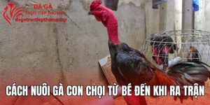 Cách Nuôi Gà Con Chọi Từ Bé Đến Khi Ra Trận