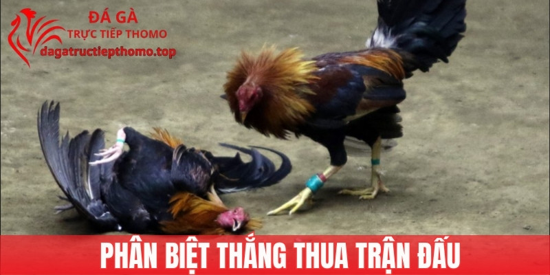 Phân biệt thắng thua trận đấu