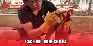Cách Vào Nghệ Cho Gà Chuẩn, Tăng Sức Chiến Đấu Từ Chuyên Gia