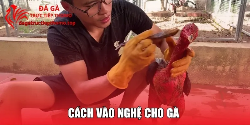 Cách Vào Nghệ Cho Gà Chuẩn, Tăng Sức Chiến Đấu Từ Chuyên Gia
