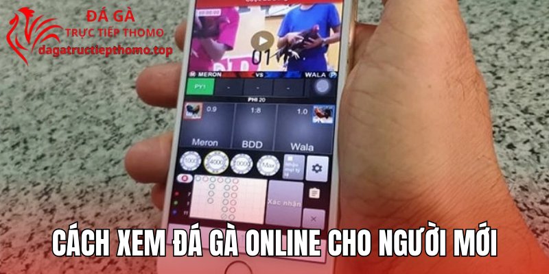 Cách xem đá gà online cho người mới