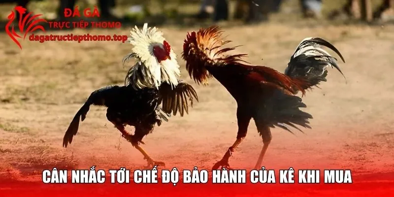 Cân nhắc chế độ bảo hành của kê khi mua bán gà chọi giống