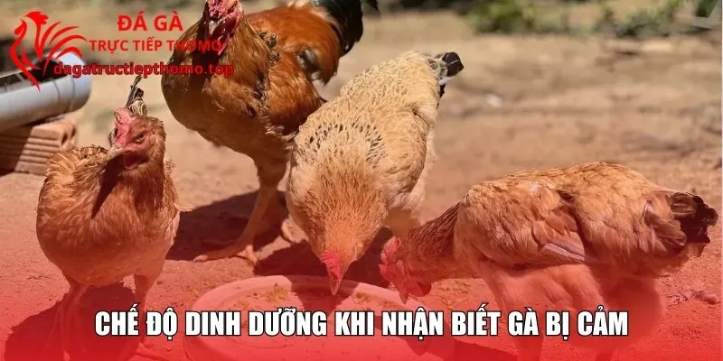 Chế độ dinh dưỡng khi nhận biết gà bị cảm