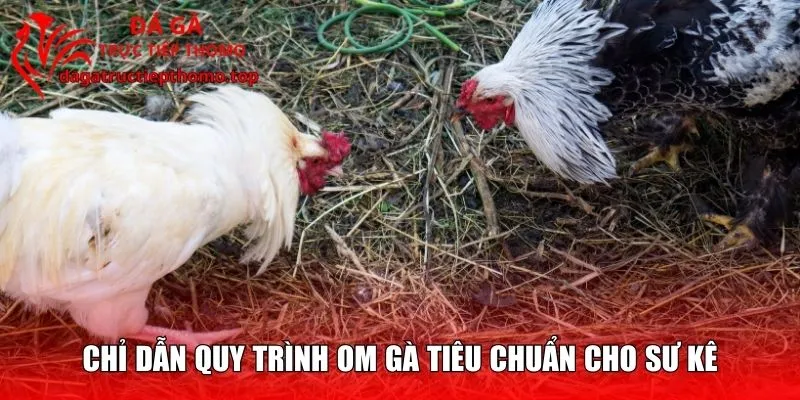 Chỉ dẫn quy trình om gà tiêu chuẩn cho sư kê