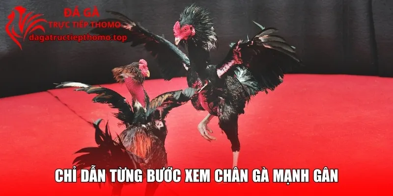 Chỉ dẫn từng bước xem chân gà mạnh gân