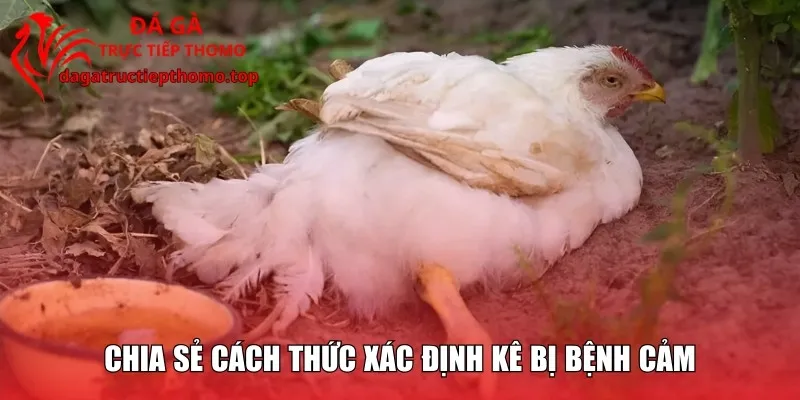 Chia sẻ cách thức xác định kê bị bệnh cảm