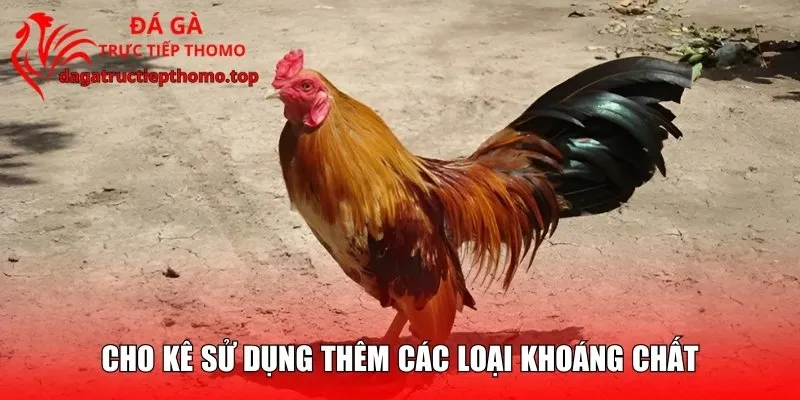 Cho kê sử dụng thêm các loại khoáng chất