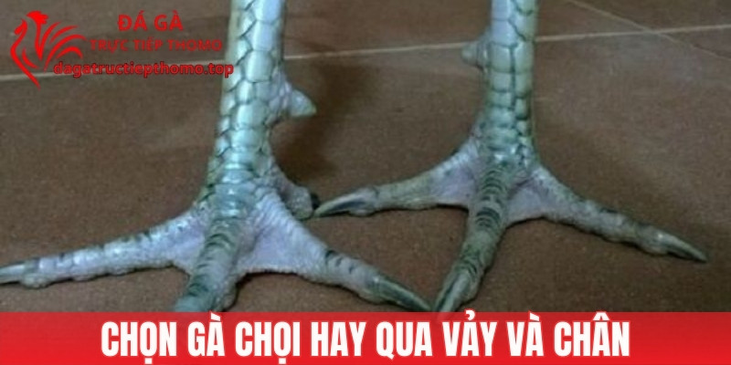 Chọn gà chọi giỏi bằng cách xem vảy và chân