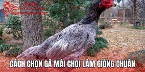 Cách Chọn Gà Mái Chọi Làm Giống Chuẩn Theo 4 Tiêu Chí