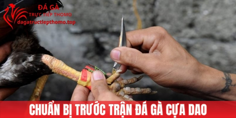 Chuẩn bị trước trận chọi kê cựa dao