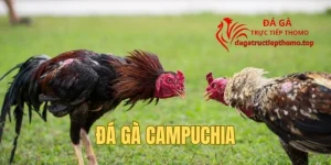 Đá Gà Campuchia Trực Tiếp - Thế Giới Chọi Kê Đẳng Cấp