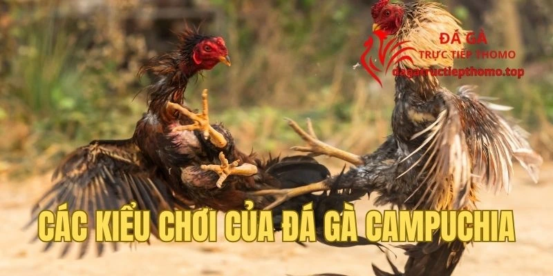 Cựa sắt và cựa dao - Vũ khí làm tăng tính sát thương