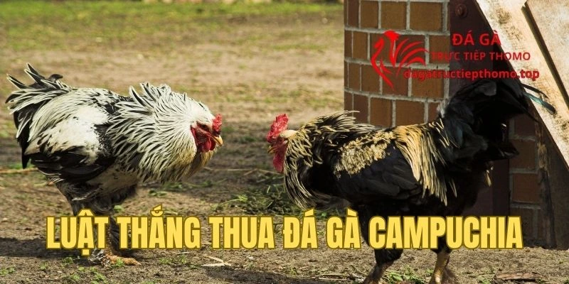 Chi tiết luật thắng thua tại đá gà Campuchia
