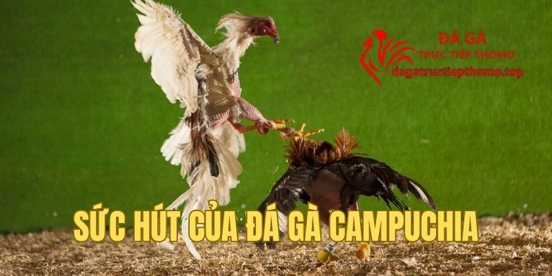 Sức hút khó cưỡng của đá gà Campuchia