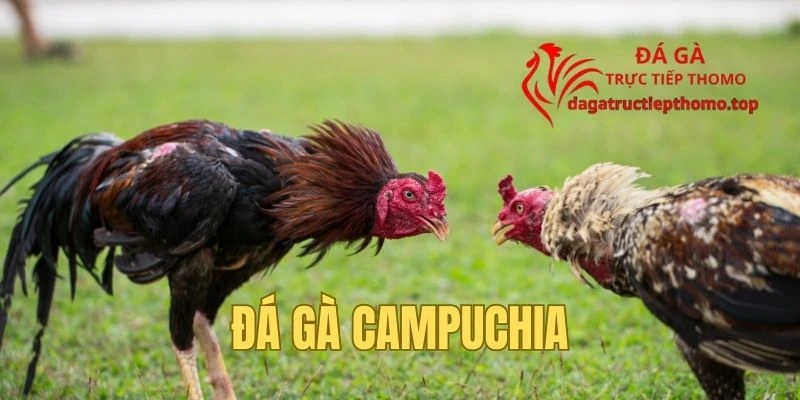 Đá Gà Campuchia Trực Tiếp - Thế Giới Chọi Kê Đẳng Cấp