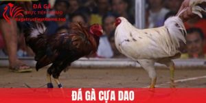 Đá Gà Cựa Dao - Trực Tiếp Đá Gà Kịch Tính, Mãn Nhãn