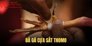 Đá Gà Cựa Sắt Thomo - Cập Nhật Cách Thức Giải Trí Chuẩn Nhất