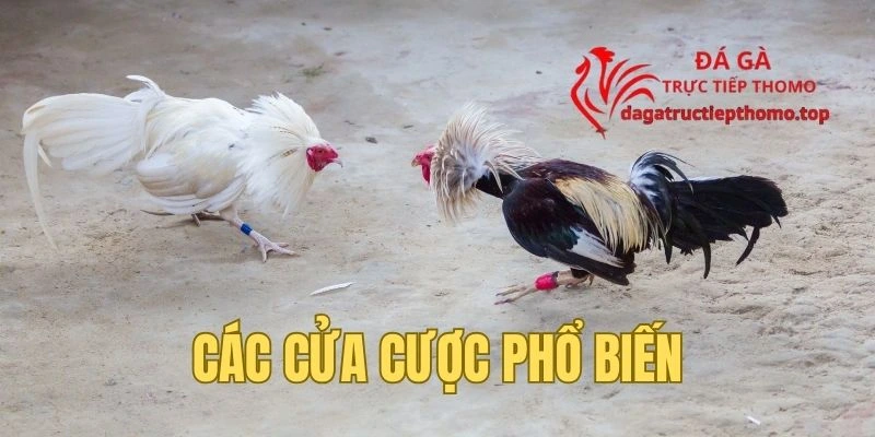 Các cửa cược Meron, Wala, BDD tại đá gà Thomo