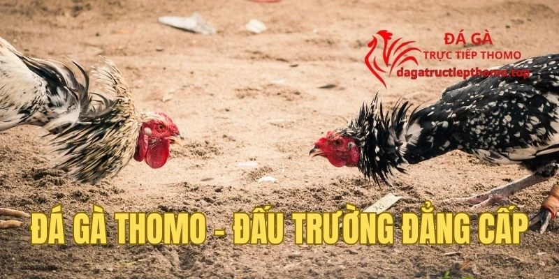 Sôi động và cuồng nhiệt cùng đá gà Thomo hôm nay