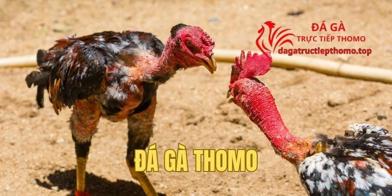 Tất Tần Tật Đá Gà Thomo Hôm Nay Trực Tiếp Tại Campuchia