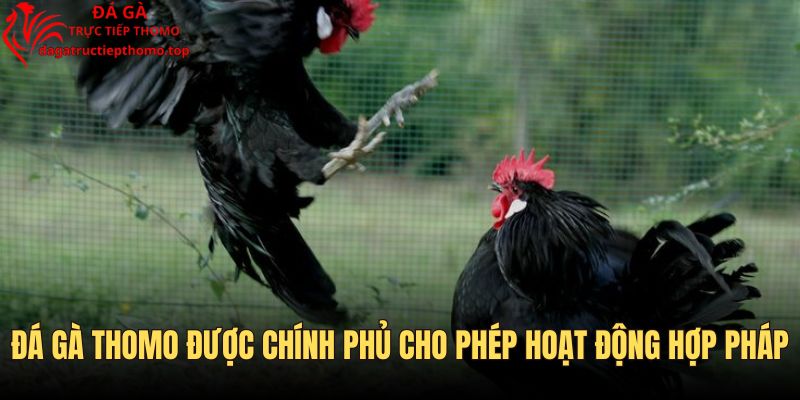 Sới chọi kê hoạt động hợp pháp tổ chức thi đấu chuyên nghiệp