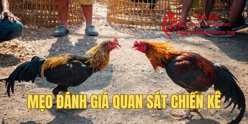 Đánh giá, quan sát ngoại hình chiến kê