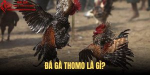 Đá Gà Thomo Là Gì - Thông Tin Chi Tiết Về Luật Chơi Chọi Kê